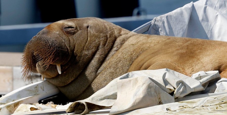 моржиха фрейя, моржиха фрейя в осло, морж фрейя в норвегии, моржиха фрейя норвегия