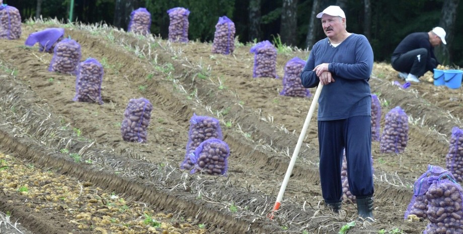 Заклади торгівлі отримуватимуть штрафи за відсутність коронеплоду На тлі дефіциту: в Білорусі штрафуватимуть магазини за відсутність картоплі в продажі