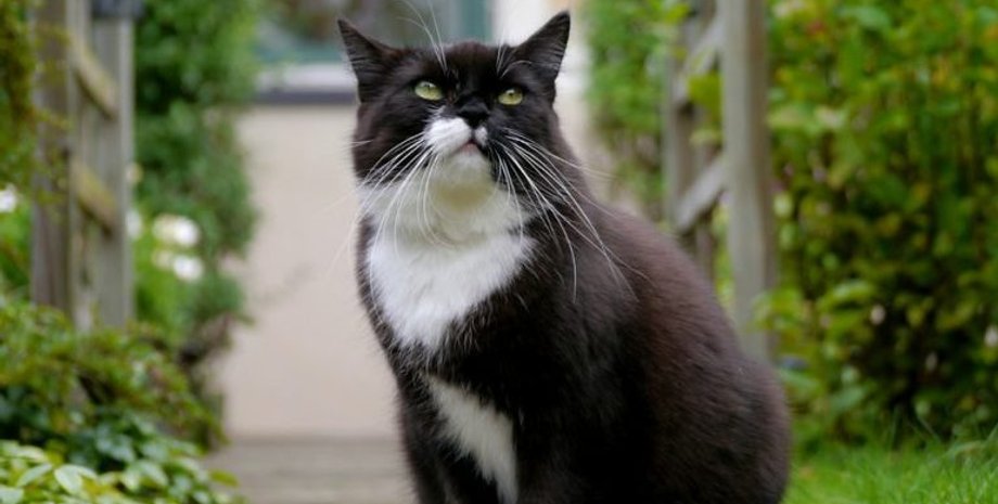 Кошка с запиской возле супермаркета рассмешила горожан, что написано на табличке, домашние любимцы, интересные истории