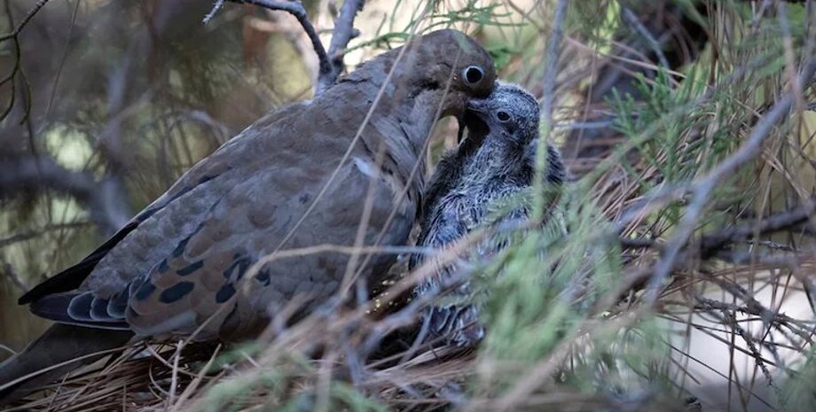Птахи, яйця, весна, ранній, графік
