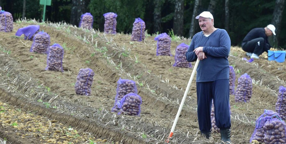 На фоне дефицита: в Беларуси будут штрафовать магазины за отсутствие картофеля в продаже
