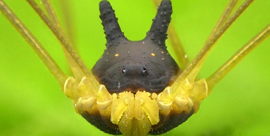 Арахнид Metagryne bicolumnata. Фото: Andreas Kay