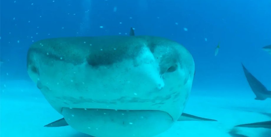 акула, тигровая акула