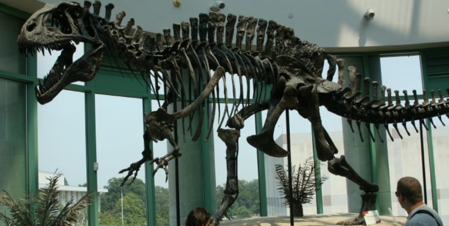 Скам'янілості динозавра, динозавр, скам'янілості, знахідка, розкопки, археологи, парк, кістка, скелет динозавра, виставка