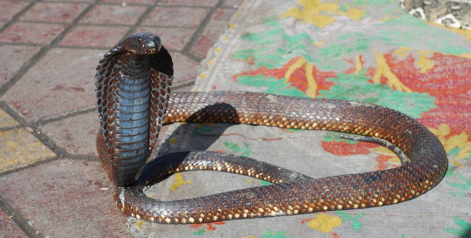 єгипетська кобра, асфальт, килимок, фото