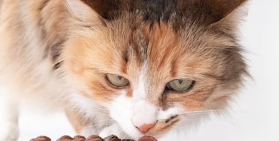 кот, нос кота, коты обоняние