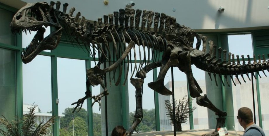 Скам'янілості динозавра, динозавр, скам'янілості, знахідка, розкопки, археологи, парк, кістка, скелет динозавра, виставка