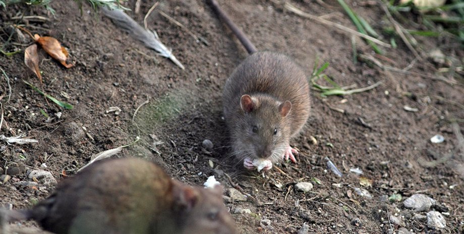 Фото: Sputnik.md