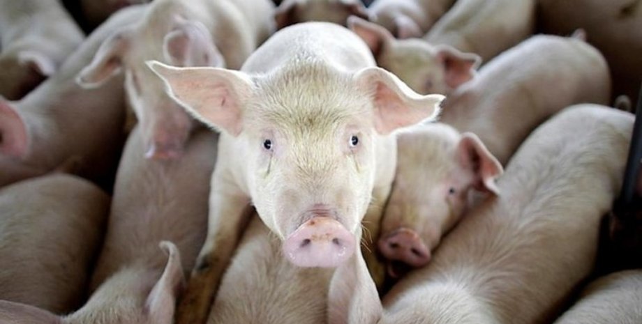 Фото: Аграрний тиждень