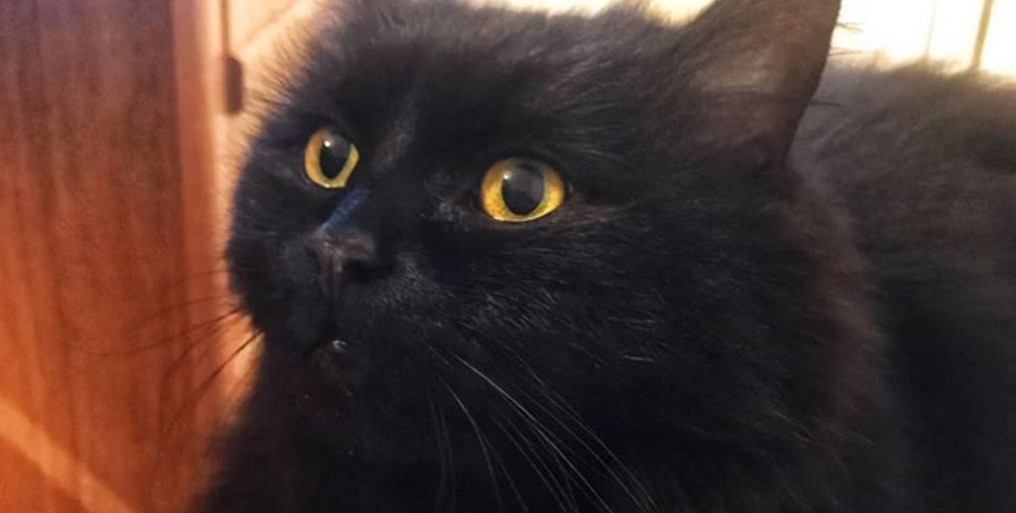 Фото: facebook Bulgakov museum in Kyiv