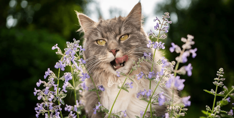 кіт, котяча м'ята, фото