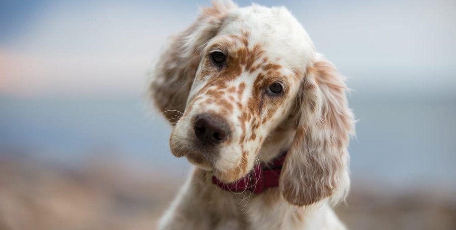 собака, наклон головы, фото