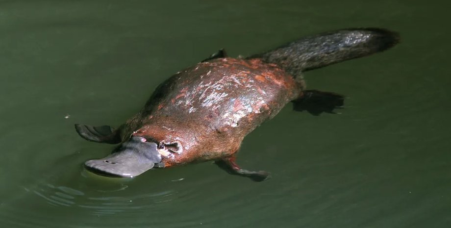 какодзьоб, тварина какодзьоб, какодзьоб шлунок