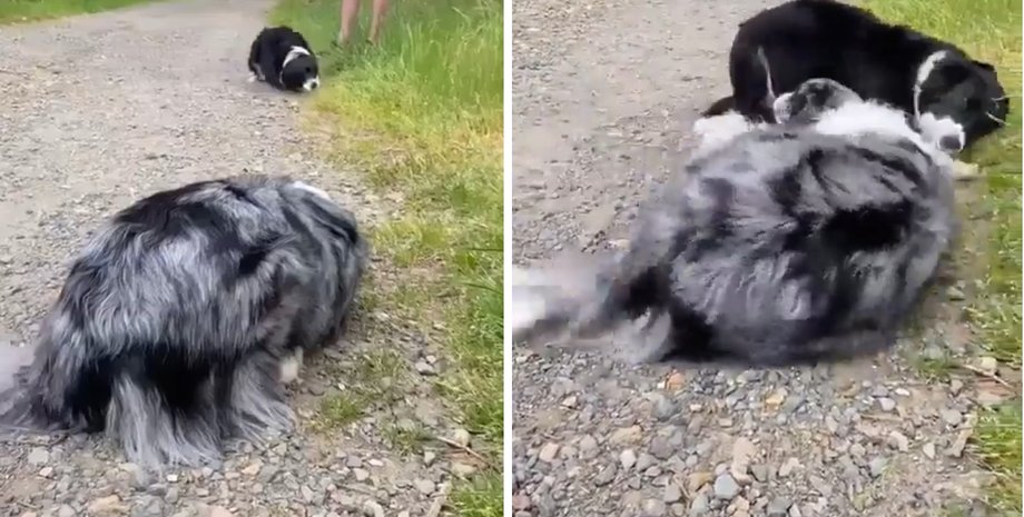 Две собаки изучали "угрозу" друг от друга: поведение хвостиков стало вирусным