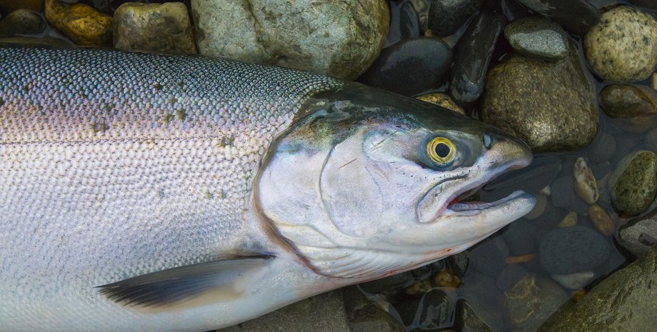 риба лосось Найстаріший лосось у світі переписав історію риб на Землі: йому 73 млн років (фото)