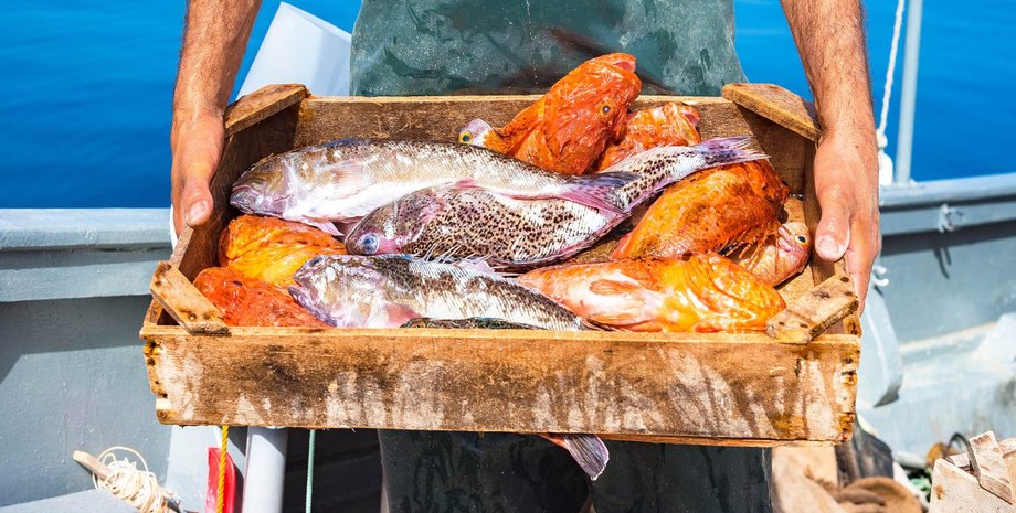 райдужна форель