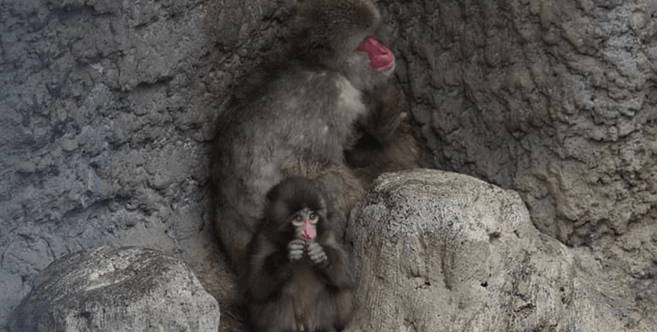 Мавпеня Панч знайшло друга