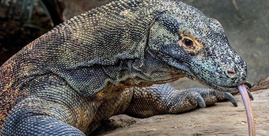 комодский дракон, комодский варан