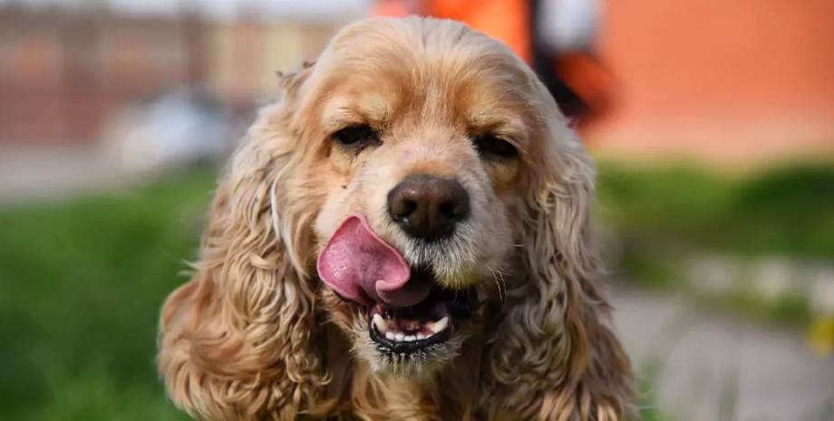 Собачьи стрижки, скандал с парикмахером в салоне, курьезы, домашние любимцы, внешний вид собак, грумеры
