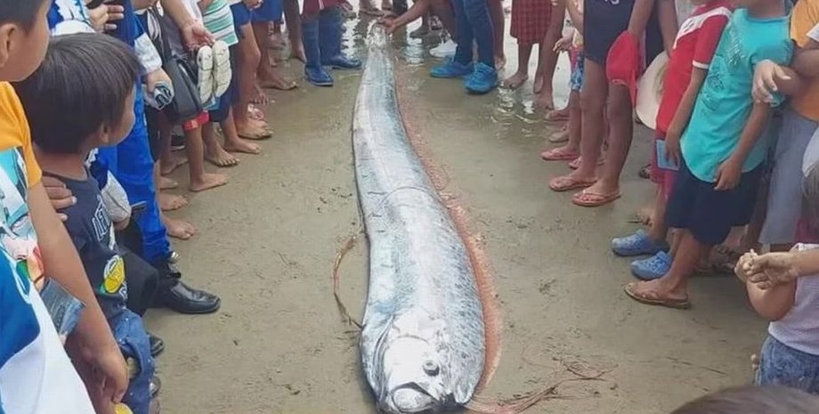 Гигантская рыба, Сельдяной король, рыба-весло, рыба, гигантская рыба, рыбу выбросило на пляж, выбросило на берег,