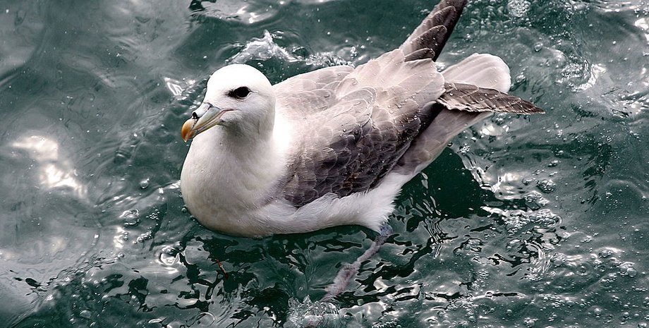 Fulmarus glacialis. Википедия