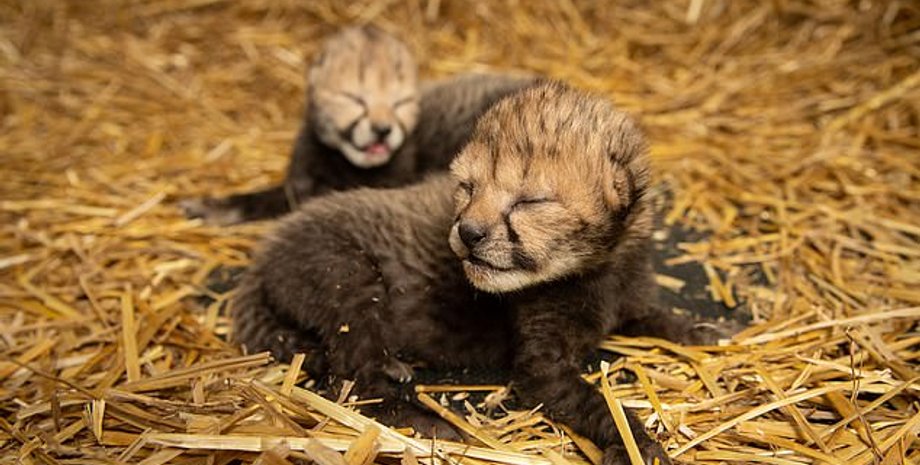 Фото: The Columbus Zoo and Aquarium