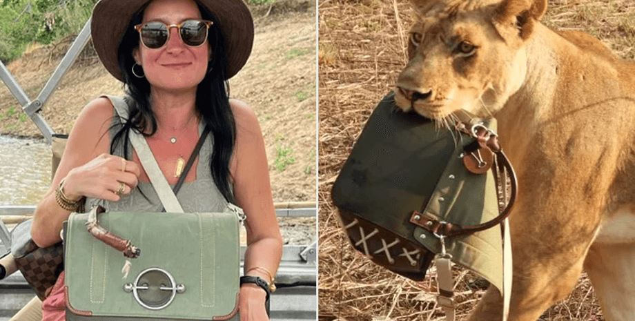 Львы украли сумку во время сафари, сафари, дизайнерская сумочка, дорогая сумка, модные вещи, львы украли вещи, дикие животные