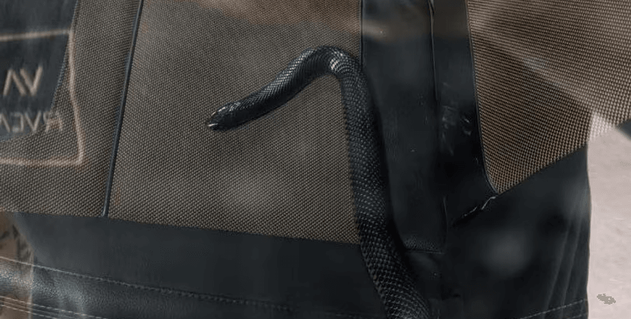 Отруйна змія в машині, змія в автомобілі, рептилія, червоночерева чорна змія, жінка їздить зі змією в машині, ловці змій