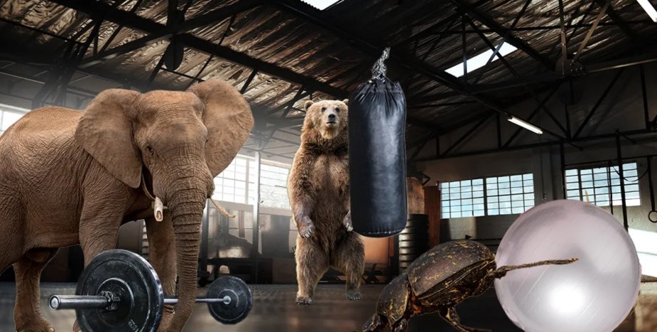 На Земле есть существо значительно более сильное, чем африканский слон слон, африканский слон