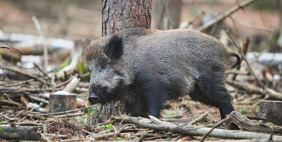 свині, кабан, гібрид, суперсвиня, порода, риси, продуктивність, вид, місцеві тварини, інвазивний вид, порося, домашні тварини, сільське господарство