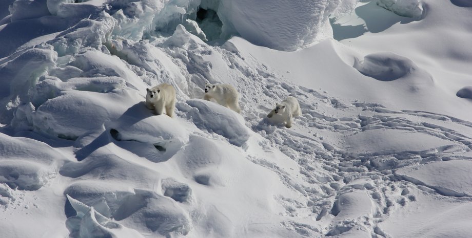 Білі ведмеді