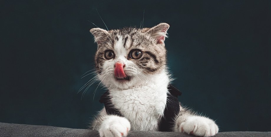 кошка, поведение кошек, кошки поведение