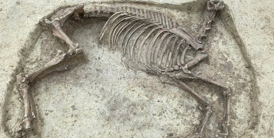 Скелет, лошадь, безголовая лошадь