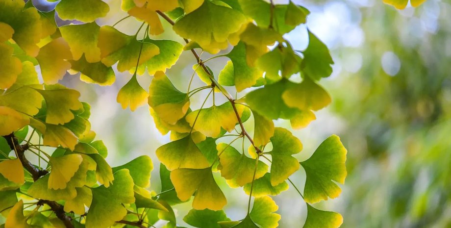 гінко, дерево, жива копалина