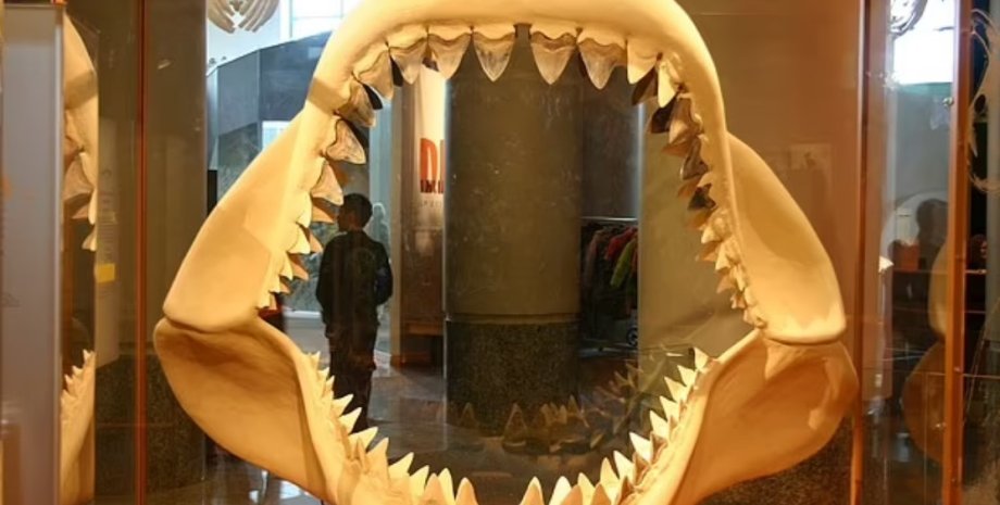 Зуби акули