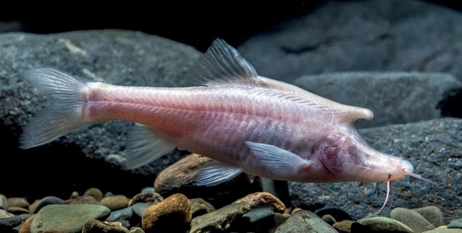 рыба единорог Китай Sinocyclocheilus longicornus, рыба, единорог, Китай