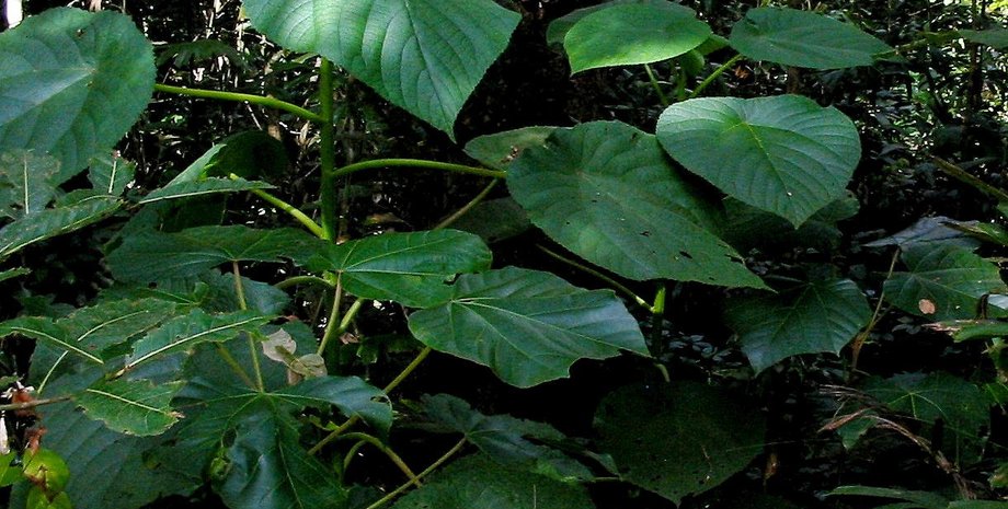 гимпи-гимпи, жалящее дерево, ядовитое растение