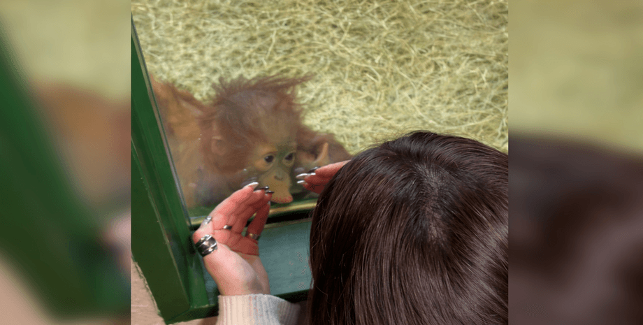 Орангутан в зоопарке Орангутан в зоопарке, прикол, курьезы