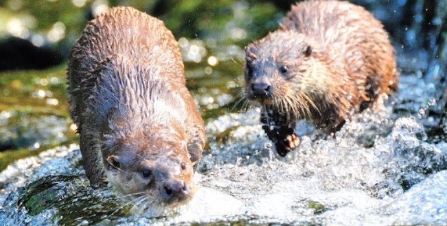 Выдры Выдры, фото