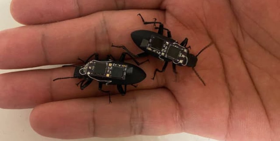 Жуки на радіоуправлінні Жуки-кіборги на радіоуправлінні
