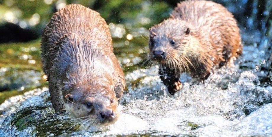 Видри, фото