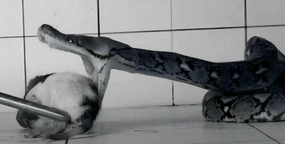 питон, атака питона, охота питона