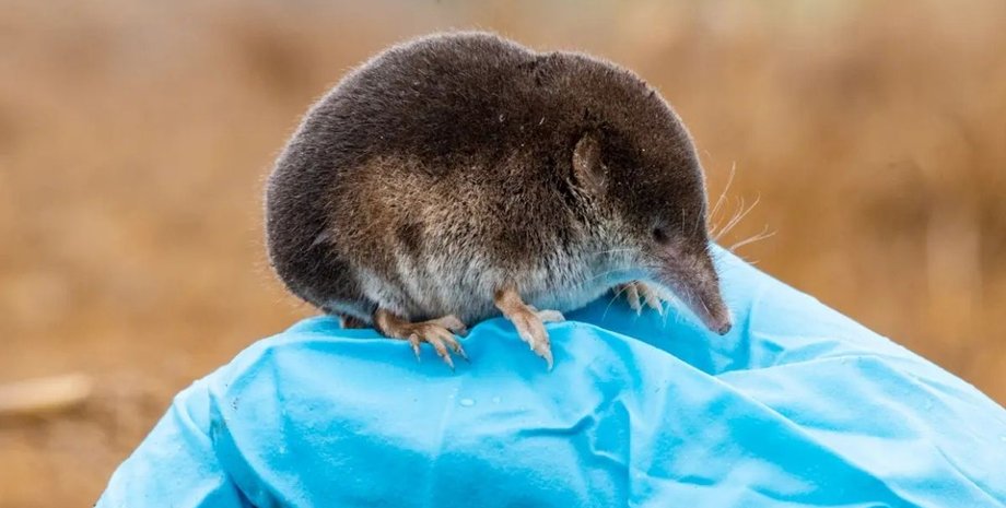 мозок землерийок