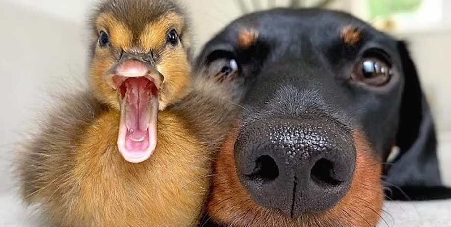 утенок и собака