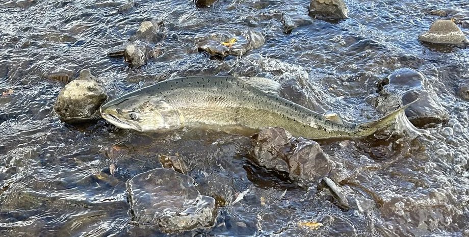 лосось, поведінка лосося, лосось забруднення
