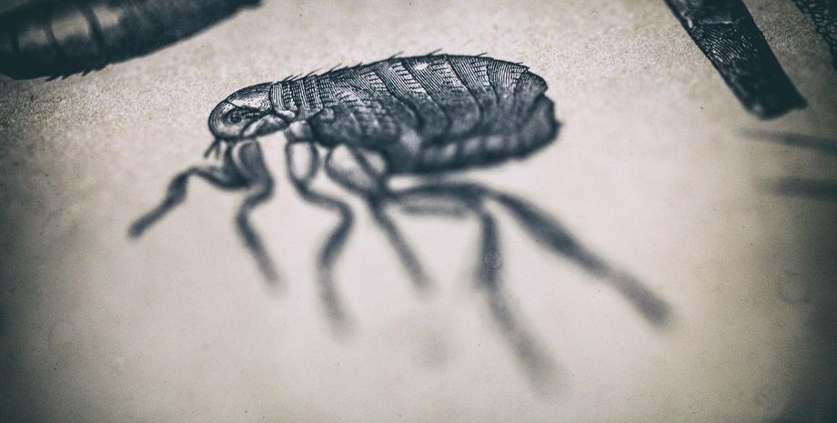 Блохи являются главными разносчиками бубонной чумы. Фото: Medical News Today