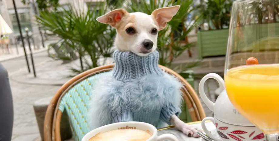 Собаки, тварини, домашні улюбленці, пес, подорожі навколо світу, мандрівки, туризм, інфлуенсери, тренди Instagram