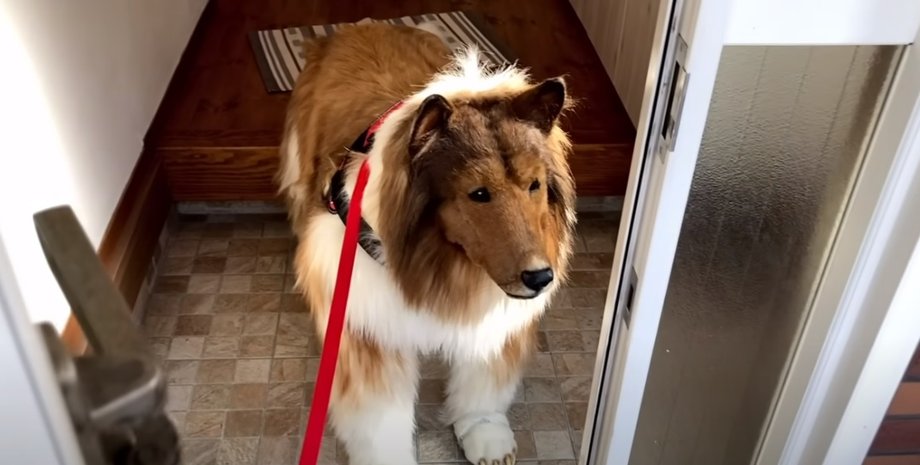 собка человек, колли человек, японец собака