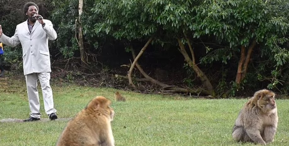 Зоопарк, английский зоопарк, серенады обезьянам, пение макаккам в брачный сезон, Англия