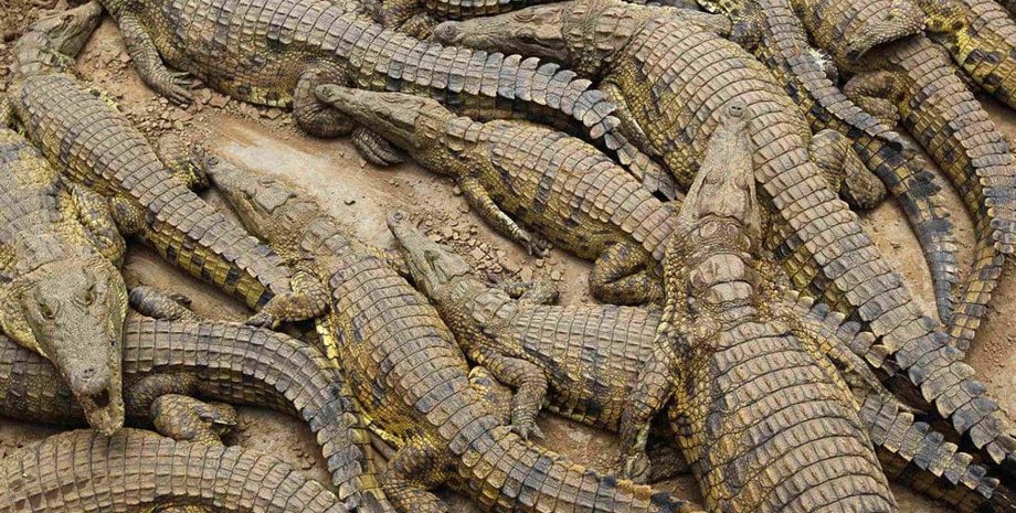крокодил
